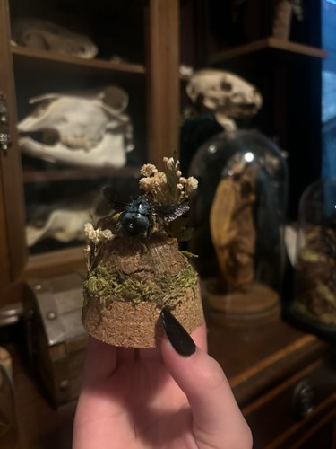 Blue carpenter bee - carpenter, mini