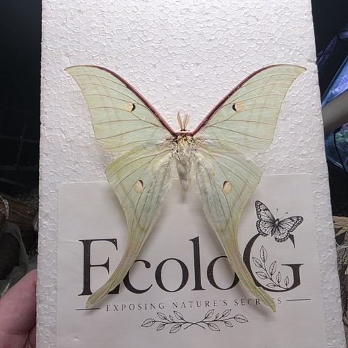 Actias selene moth - selene,