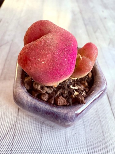 Rare succulents - rare,