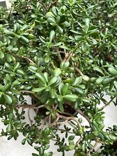 Giant Lucky Money Jade Plant (Crassula Ovata) +1m high, over 20 yrs old.