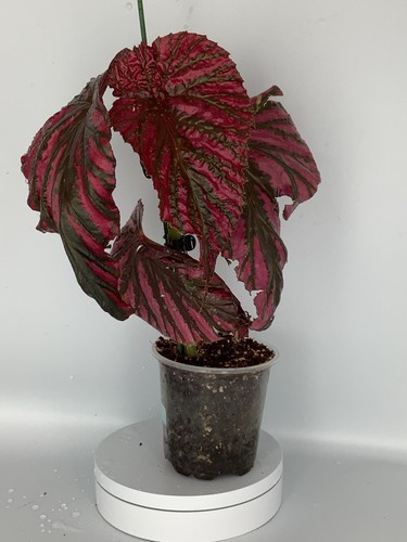 Begonia brevirimosa well - begonia,