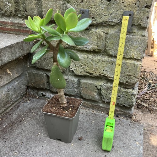 25cm jade money plant trees - 25cm,