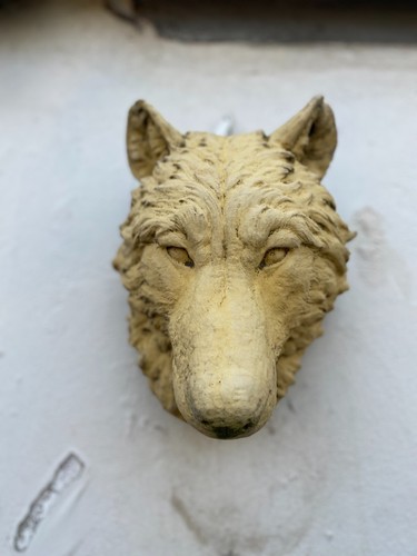 Wolf bust head wall mounted - bust,