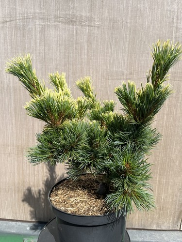 Japanese white pine goldilocks - white,