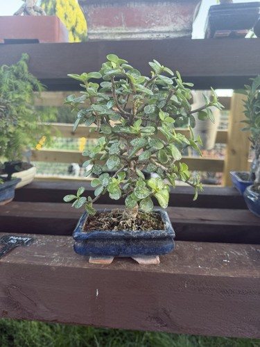 Dwarf jade bonsai tree - dwarf,