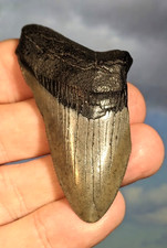 Megalodon Shark Fossil Tooth