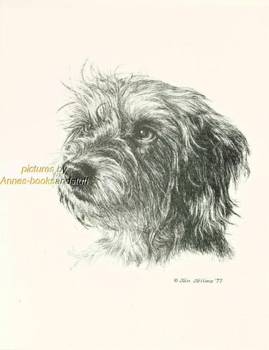 166 wire haired doxie - #166,