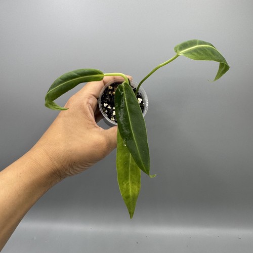 Anthurium warocqueanum queen - warocqueanum,