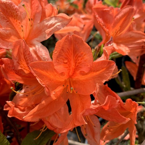 Rhododendron kosters - ,