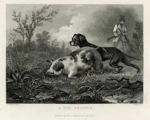 Antique engraving a pig - antique, engraving,