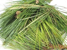 200g Fresh Scots Pine Needles Tea, Soap, Candle, Potpourri, Natural Craft UK