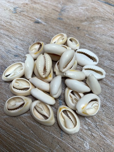 Cowrie shells seashells for - shells,,