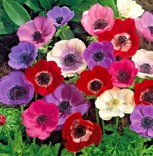 30 x Poppy ANEMONE De Caen Mixed  PERENNIAL Garden Plant Bulbs TUBERS