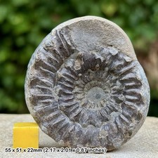 Fossil ammonite crucilobiceras - fossil,
