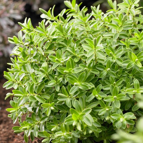 Hebe rakaiensis shrubby - rakaiensis,
