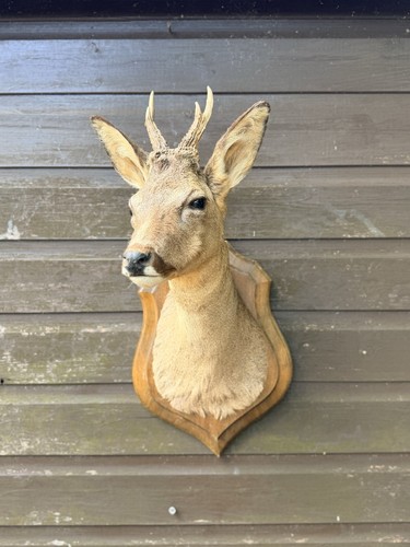Vintage taxidermy roe deer - taxidermy,