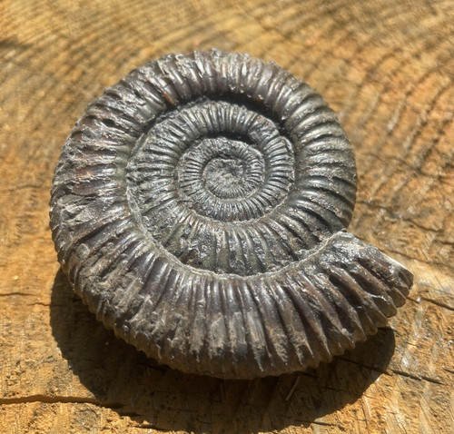 Dactylioceras ammonite fossil - ammonite,