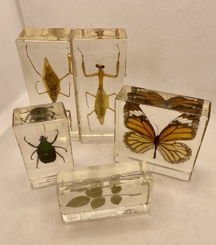 Set real insect - set,