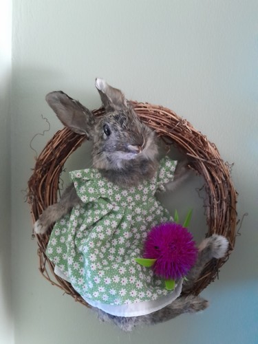 Taxidermy baby rabbit wall - taxidermy,