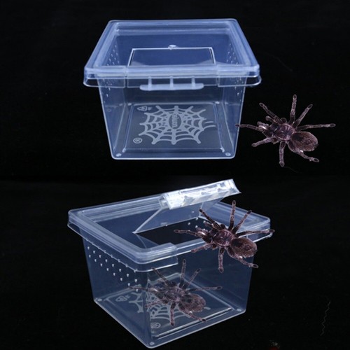 Spider ants reptile habitat - ants,
