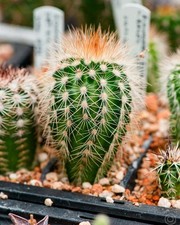 Echinocereus reichenbachii v. baileyi JRT219 super flowering cactus seedling