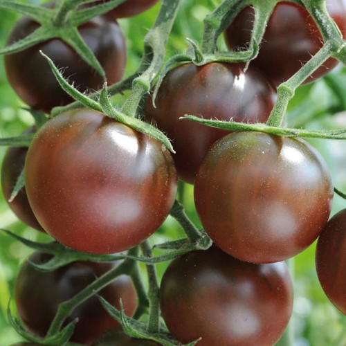 Tomato cherry brown berry - 3x,