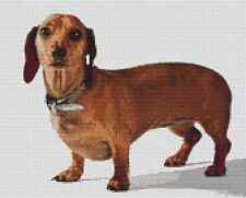 Dachshund Sausage dog Counted