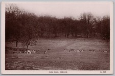 Cobham surrey deer herd - cobham,