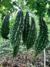 F1 Bitter Gourd  8 Seeds Pack