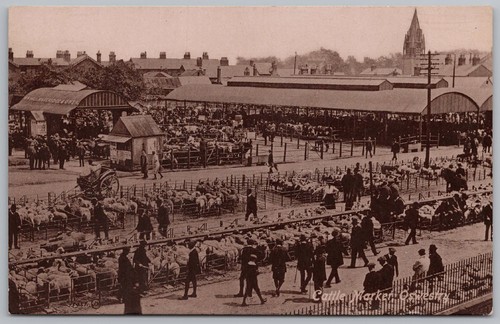 Oswestry cattle market - cattle,