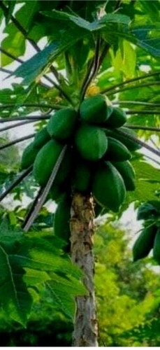Pawpaw leaves twigs - pawpaw, &
