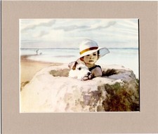 Wire haired fox terrier - fox, &