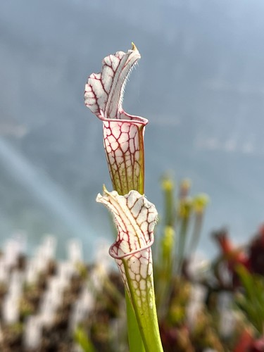 Sarracenia leucophylla - -,