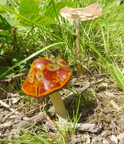 Glazed pottery toadstool - glazed,