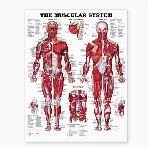 The muscular system - muscular, anatomical