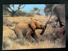 DAVID SHEPHERD - WILDLIFE