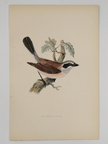 Red backed shrike british bird - red,