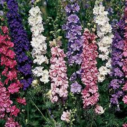 200 delphinium larkspur - 200,