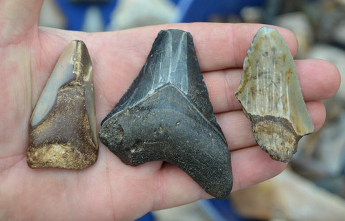 Amazing value 3 megalodon - amazing,