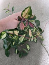 Hoya Carnosa 'Krimson