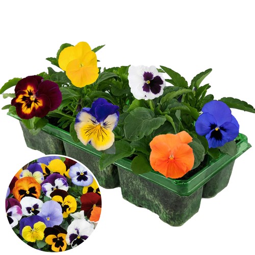 Pansy mix pack of - pack, vibrant