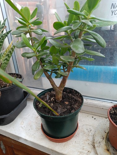 Crassula ovata jade money - crassula,