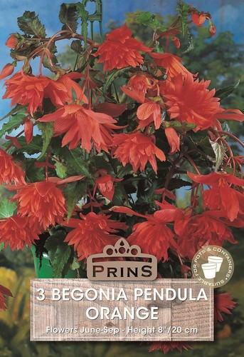 Begonia pendula orange - pendula,