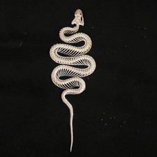 Animal Taxidermy 1 pc Real