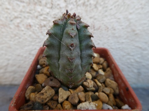 Euphorbia jansenvillensis - euphorbia,