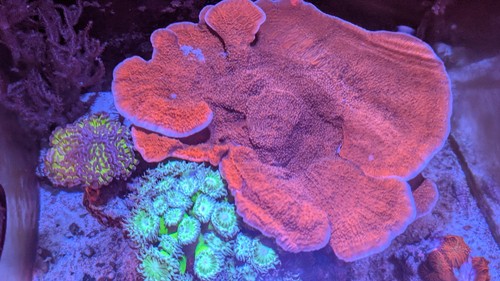 Live coral plating - coral, montipora
