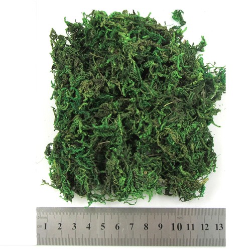 Moss dried potted plant decor - dried,