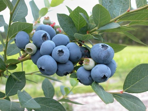 Blueberry seeds vaccinium - blueberry, vaccinium-