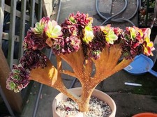 Aeonium Medusa Variegated