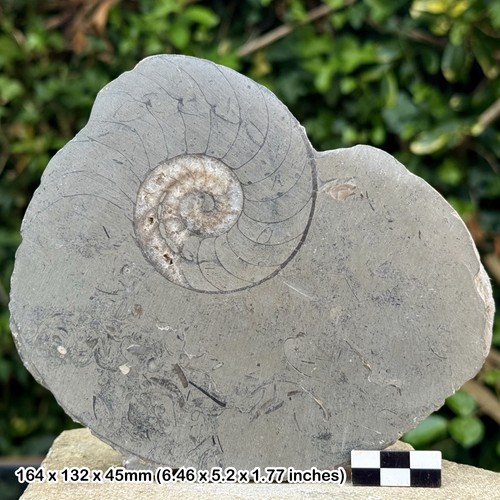 Fossil sectioned nautilus - sectioned,